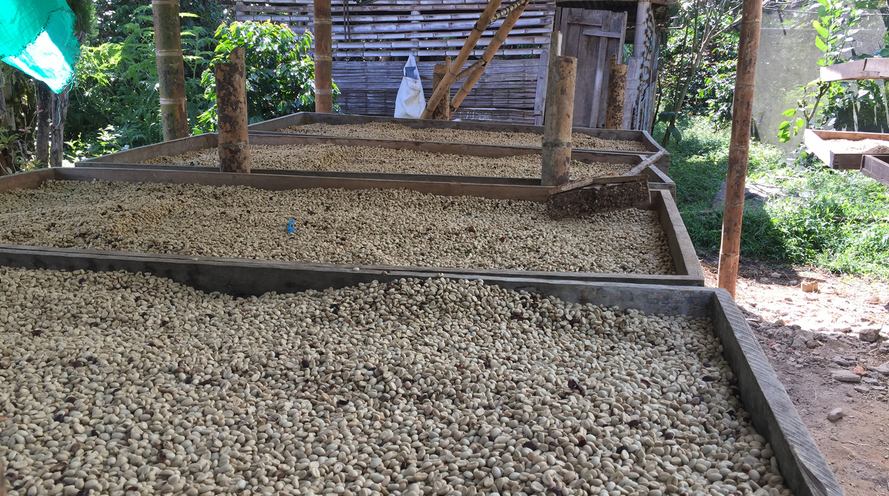 Hoe onze decaf werkt